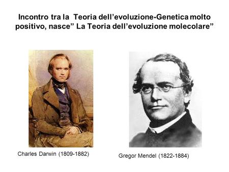 Incontro tra la Teoria dell’evoluzione-Genetica molto positivo, nasce” La Teoria dell’evoluzione molecolare” Charles Darwin (1809-1882) Gregor Mendel.