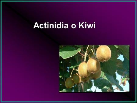 Actinidia o Kiwi.