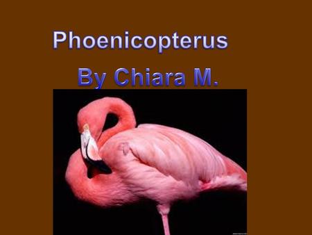Phoenicopterus By Chiara M..