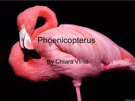 Phoenicopterus By Chiara Vinci.