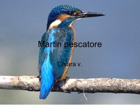 Martin pescatore Chiara v..