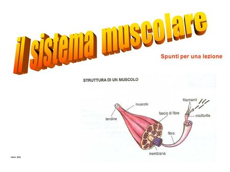 Il sistema muscolare Spunti per una lezione vierre 2005.