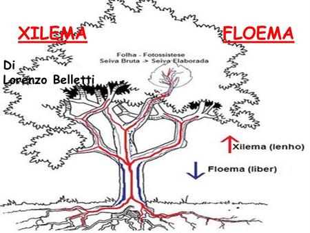 1 XILEMA FLOEMA Di   Lorenzo Belletti.
