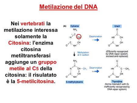 Metilazione del DNA Nei vertebrati la metilazione interessa solamente la Citosina: l’enzima citosina metiltransferasi aggiunge un gruppo metile al C5 della.