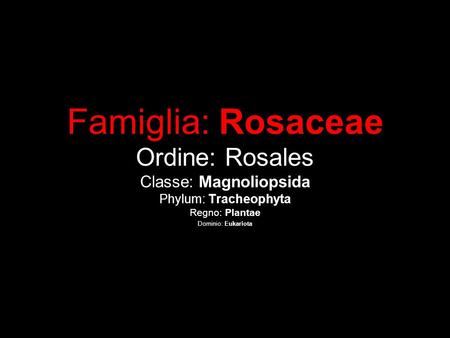 Famiglia: Rosaceae Ordine: Rosales Classe: Magnoliopsida Phylum: Tracheophyta Regno: Plantae Dominio: Eukariota.