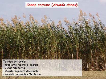 Canna comune (Arundo donax)