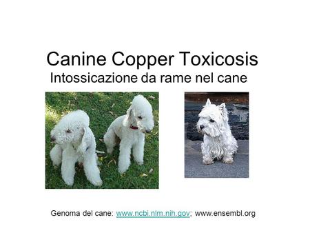 Canine Copper Toxicosis