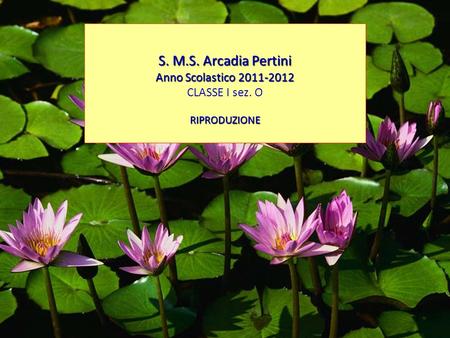 S. M.S. Arcadia Pertini Anno Scolastico CLASSE I sez. O