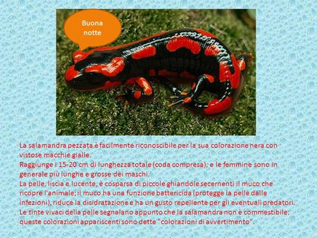 Buona notte La salamandra pezzata è facilmente riconoscibile per la sua colorazione nera con vistose macchie gialle. Raggiunge i 15-20 cm di lunghezza.
