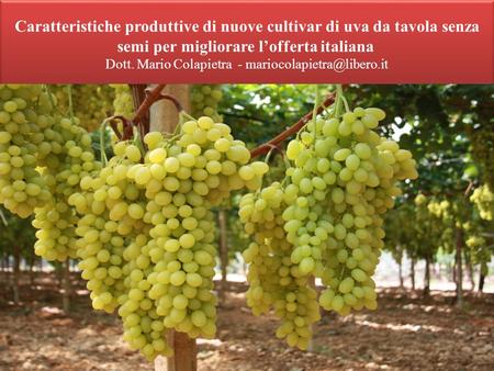 Caratteristiche produttive di nuove cultivar di uva da tavola senza semi per migliorare l’offerta italiana  Dott. Mario Colapietra - mariocolapietra@libero.it.
