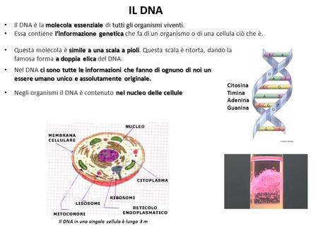 Il DNA in una singola cellula è lungo 3 m