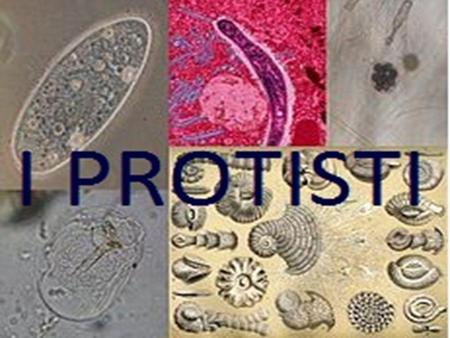 Regni e domini Monere batteri, alghe azzurre (cianoficee) unicellulari procarioti: organizzazione cellulare semplice, nucleo privo di membrana nucleare.