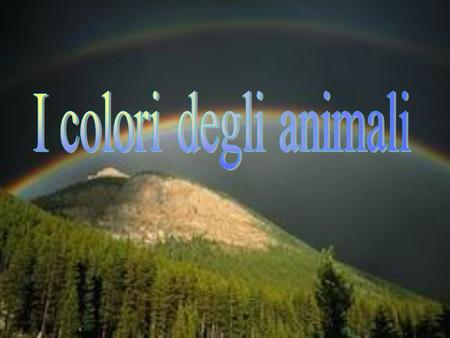 I colori degli animali.