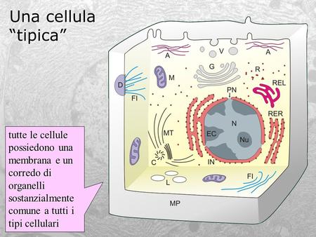 Una cellula “tipica” tutte le cellule possiedono una membrana e un corredo di organelli sostanzialmente comune a tutti i tipi cellulari.