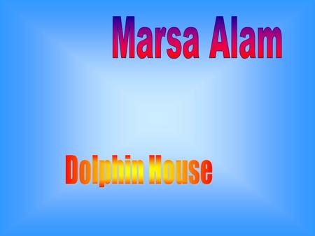 Dolphin house dista 95 km dallaeroporto internazionale di Marsa Alam. Trasferimento in pullman di circa 2 ore.