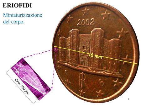 ERIOFIDI Miniaturizzazione del corpo. 16 mm Circa 200 µm