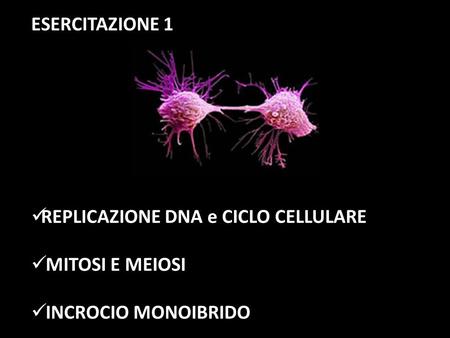 ESERCITAZIONE 1 REPLICAZIONE DNA e CICLO CELLULARE MITOSI E MEIOSI