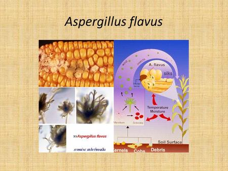Aspergillus flavus.