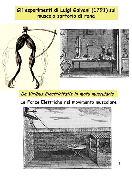 Gli esperimenti di Luigi Galvani (1791) sul muscolo sartorio di rana