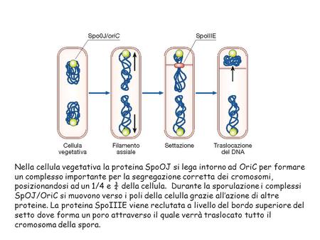 Nella cellula vegetativa la proteina SpoOJ si lega intorno ad OriC per formare un complesso importante per la segregazione corretta dei cromosomi, posizionandosi.