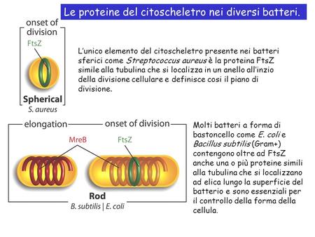 Le proteine del citoscheletro nei diversi batteri.