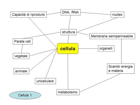 Capacità di riprodursi struttura nucleo DNA, RNA Membrana semipermeabile Parete cell organelli metabolismo Scambi energia e materia vegetale animale unicellulare.