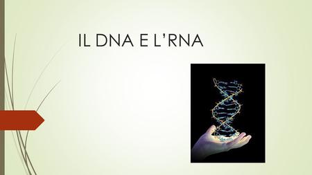 IL DNA E L’RNA.