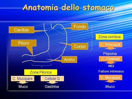 Anatomia dello stomaco