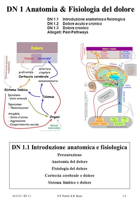 DN 1 Anatomia & Fisiologia del dolore. DN 1. 1