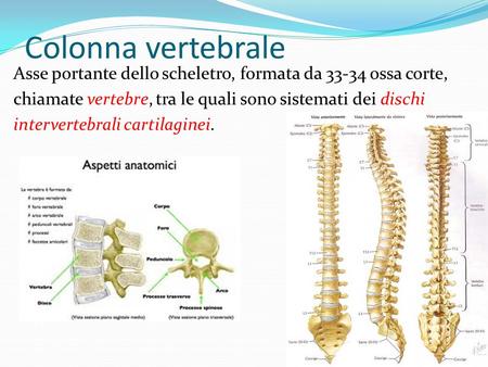 Colonna vertebrale Asse portante dello scheletro, formata da 33-34 ossa corte, chiamate vertebre, tra le quali sono sistemati dei dischi intervertebrali.
