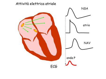 Attività elettrica atriale