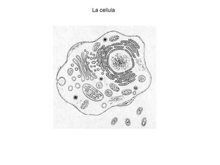 La cellula La cellula è l’unità di base del vivente