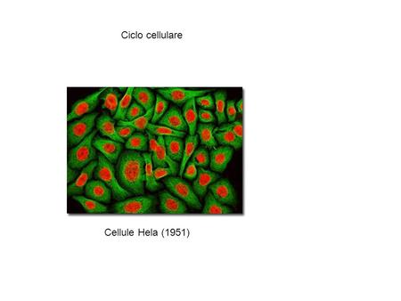 Ciclo cellulare Cellule Hela (1951)