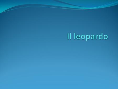 Il leopardo.