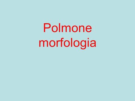 Polmone morfologia.