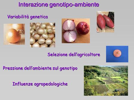 Interazione genotipo-ambiente