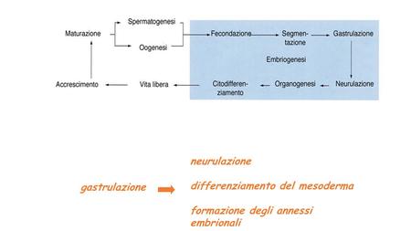 neurulazione differenziamento del mesoderma