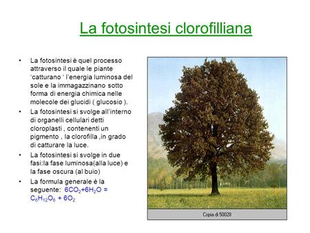 La fotosintesi clorofilliana