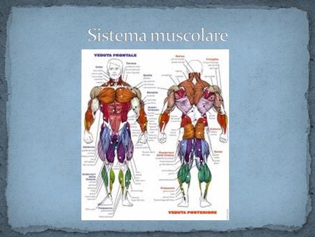 Sistema muscolare.