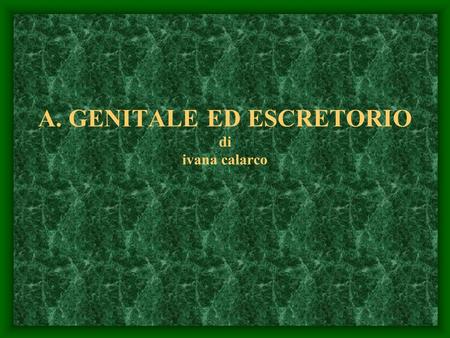 A. GENITALE ED ESCRETORIO di ivana calarco