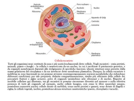 Cellula eucariote Tutti gli organismi sono costituiti da una o più unità fondamentali dette cellule. Negli eucarioti – ossia protisti, animali, piante.