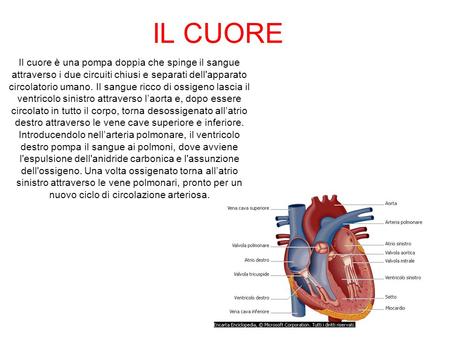                Il cuore è una pompa doppia che spinge il sangue attraverso i due circuiti chiusi e separati dell'apparato circolatorio umano. Il sangue.