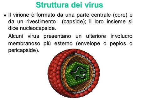 Struttura dei virus Il virione è formato da una parte centrale (core) e da un rivestimento (capsìde); il loro insieme si dice nucleocapsìde. Alcuni virus.