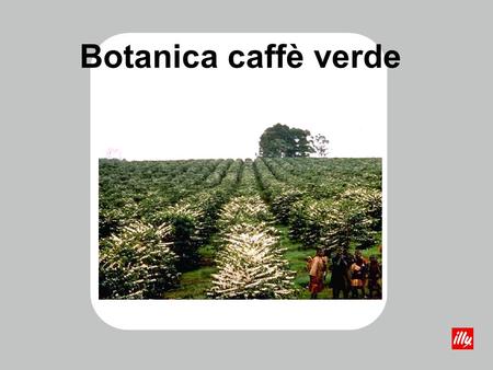 Botanica caffè verde.