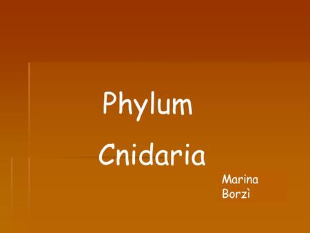 Phylum Cnidaria Marina Borzì.