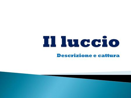 Il luccio Descrizione e cattura.