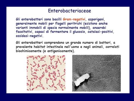 Enterobacteriaceae Escherichia: E. coli Klebsiella: K. pneumoniae, K. oxytoca Proteus: P. mirabilis, P. vulgaris Salmonella: S. typhi, S. paratyphi,