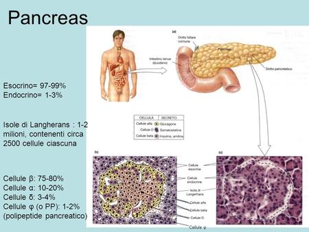 Pancreas Esocrino= 97-99% Endocrino= 1-3%