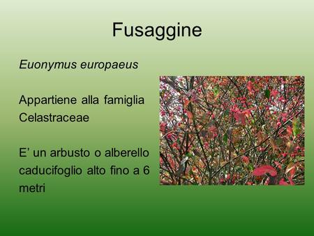 Fusaggine Euonymus europaeus Appartiene alla famiglia Celastraceae