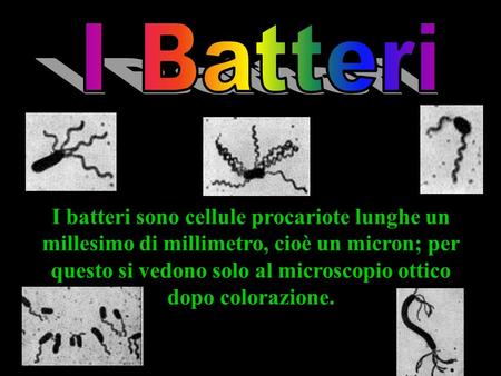 I Batteri I batteri sono cellule procariote lunghe un millesimo di millimetro, cioè un micron; per questo si vedono solo al microscopio ottico dopo colorazione.